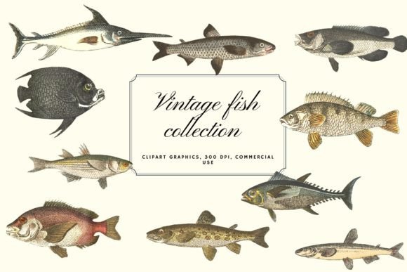 Download Vintage Fish Illustration, Vintage Fish - Premium Resources
